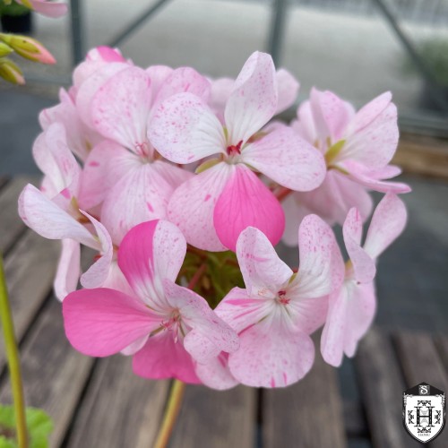 Pelargonium 'Sparkler' - Pelargoon 'Sparkler' P9/0,55L